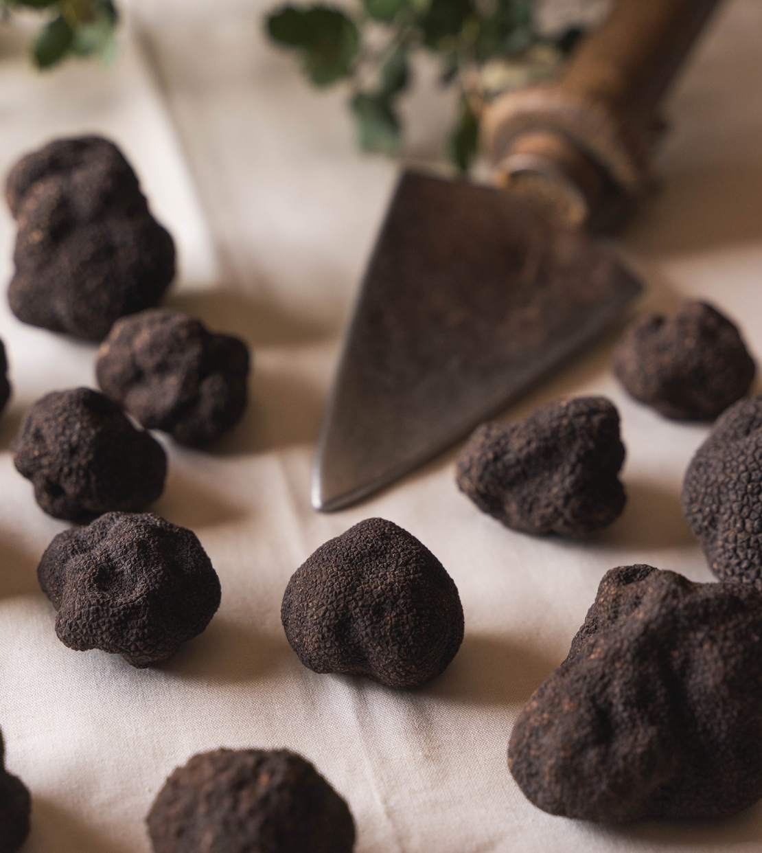 consejos elegir trufa trufas sobre mantel color crudo de lino separadas a misma distancia