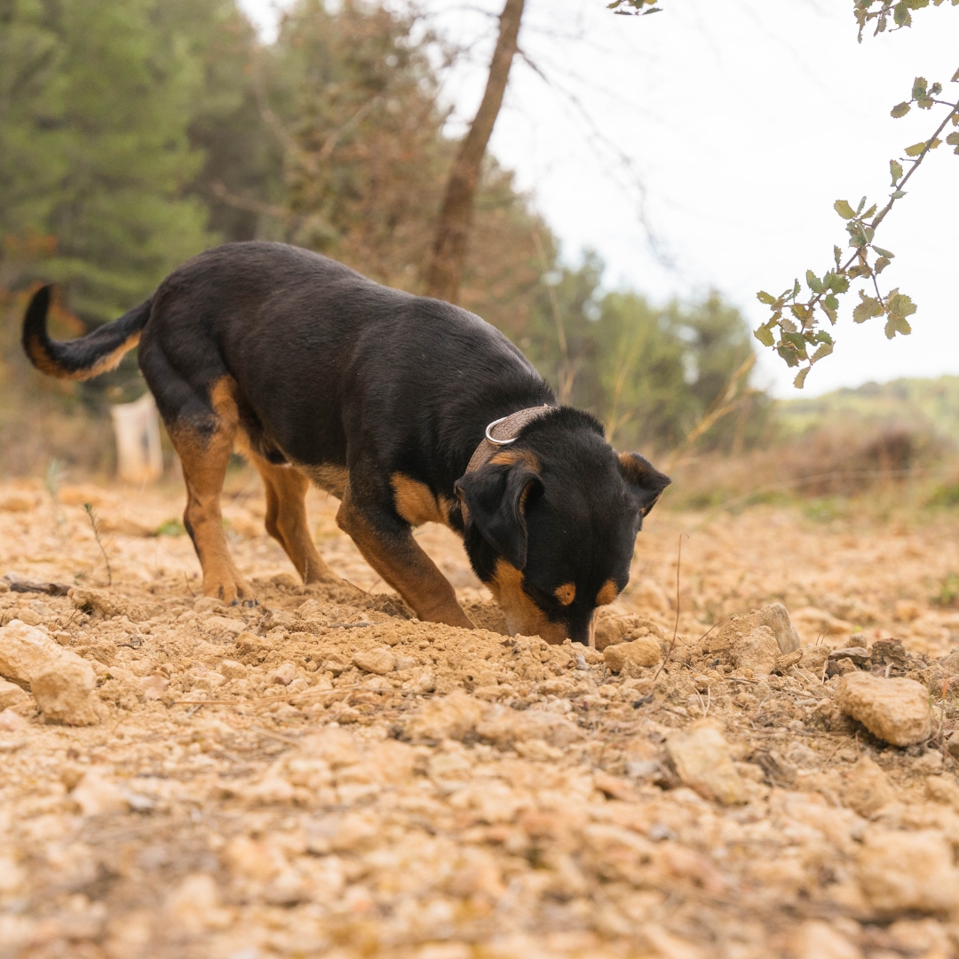 perro trufero buscador de trufas