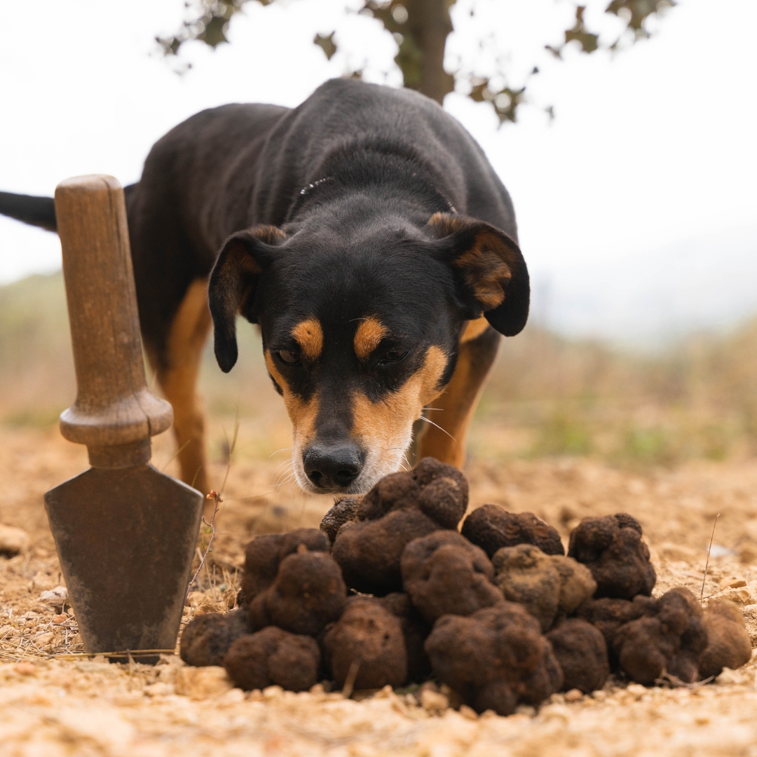 perro trufero oliendo trufas en el monte de penyagolosa