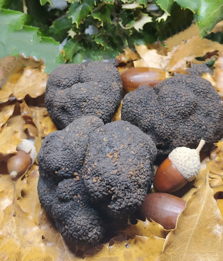 trufa negra sobre hojas marrones y junto bellotas