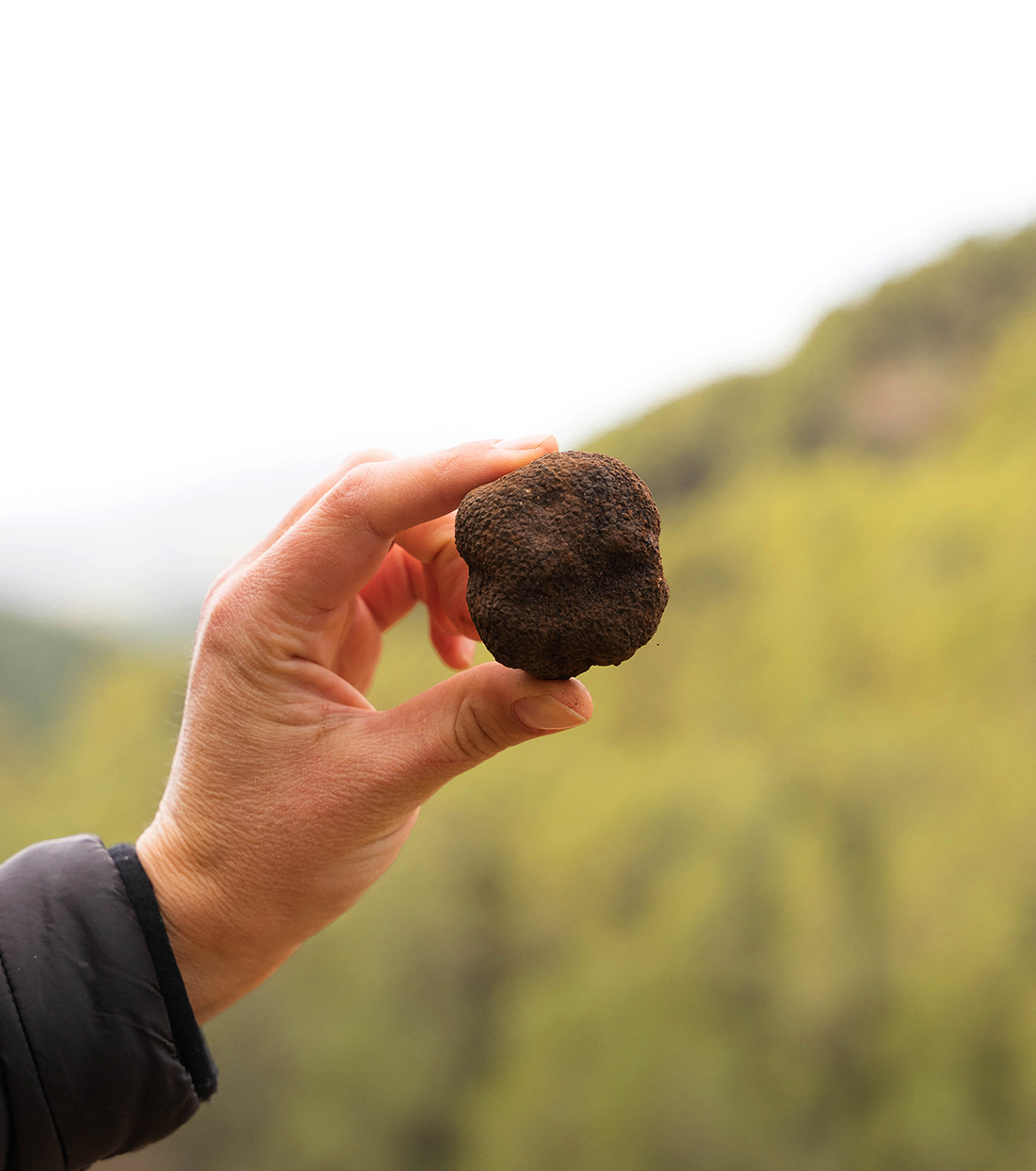 Trufa negra alt maestrat castellon mano mostrando trufa negra de gran tamaño y como fondo el monte del penyagolosa