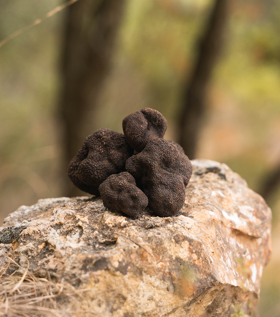 Trufa negra alt maestrat trufas negras en roca en el monte del penyagolosa