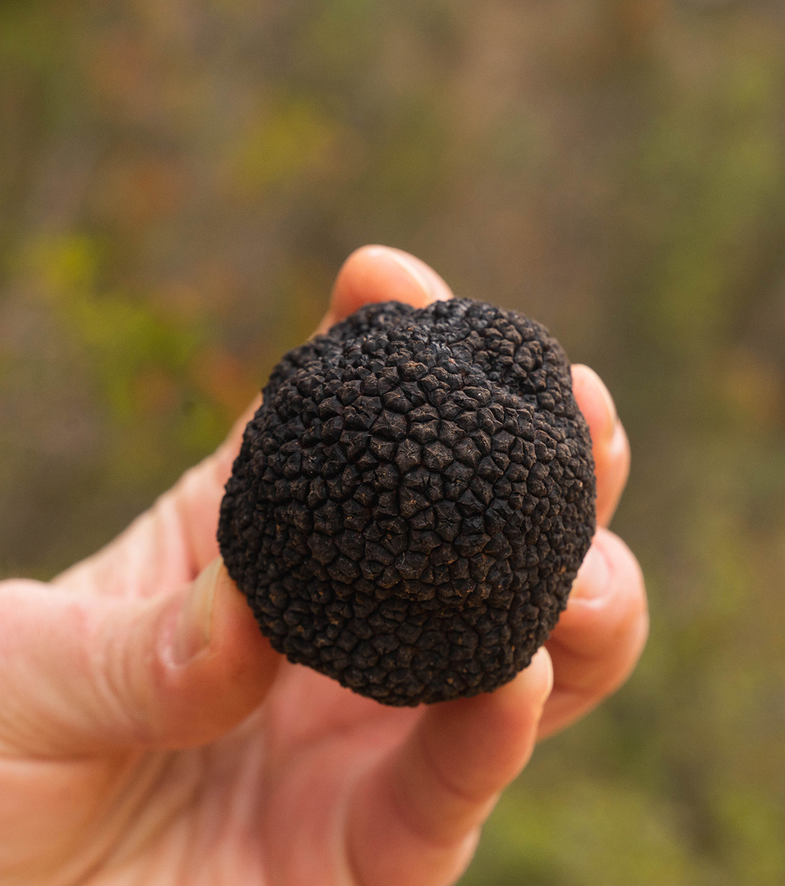 Trufa negra sabor trufa negra en mano mostrándola
