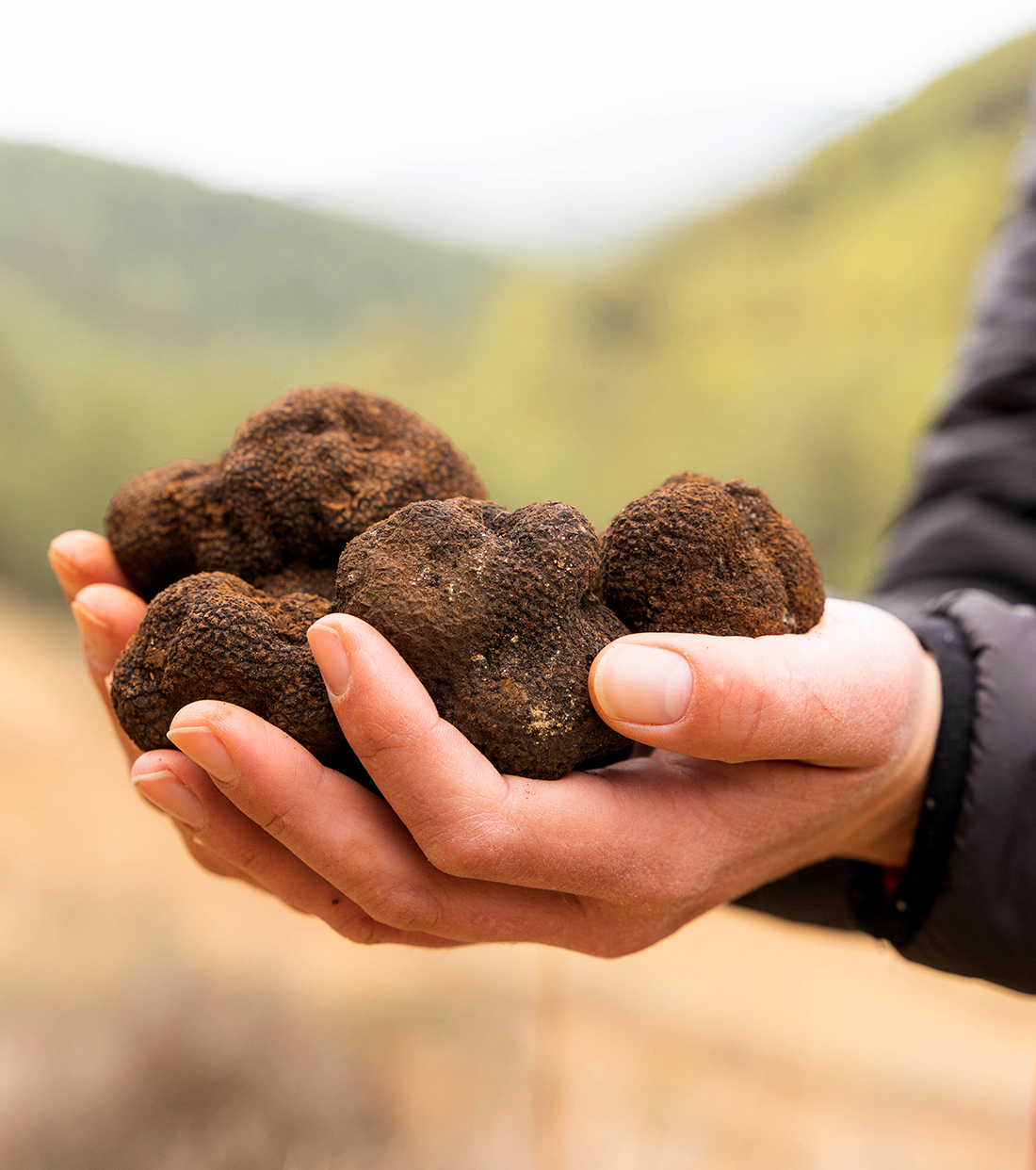 Trufa negra temporada trufas negras en manos en los montes de penyagolosa