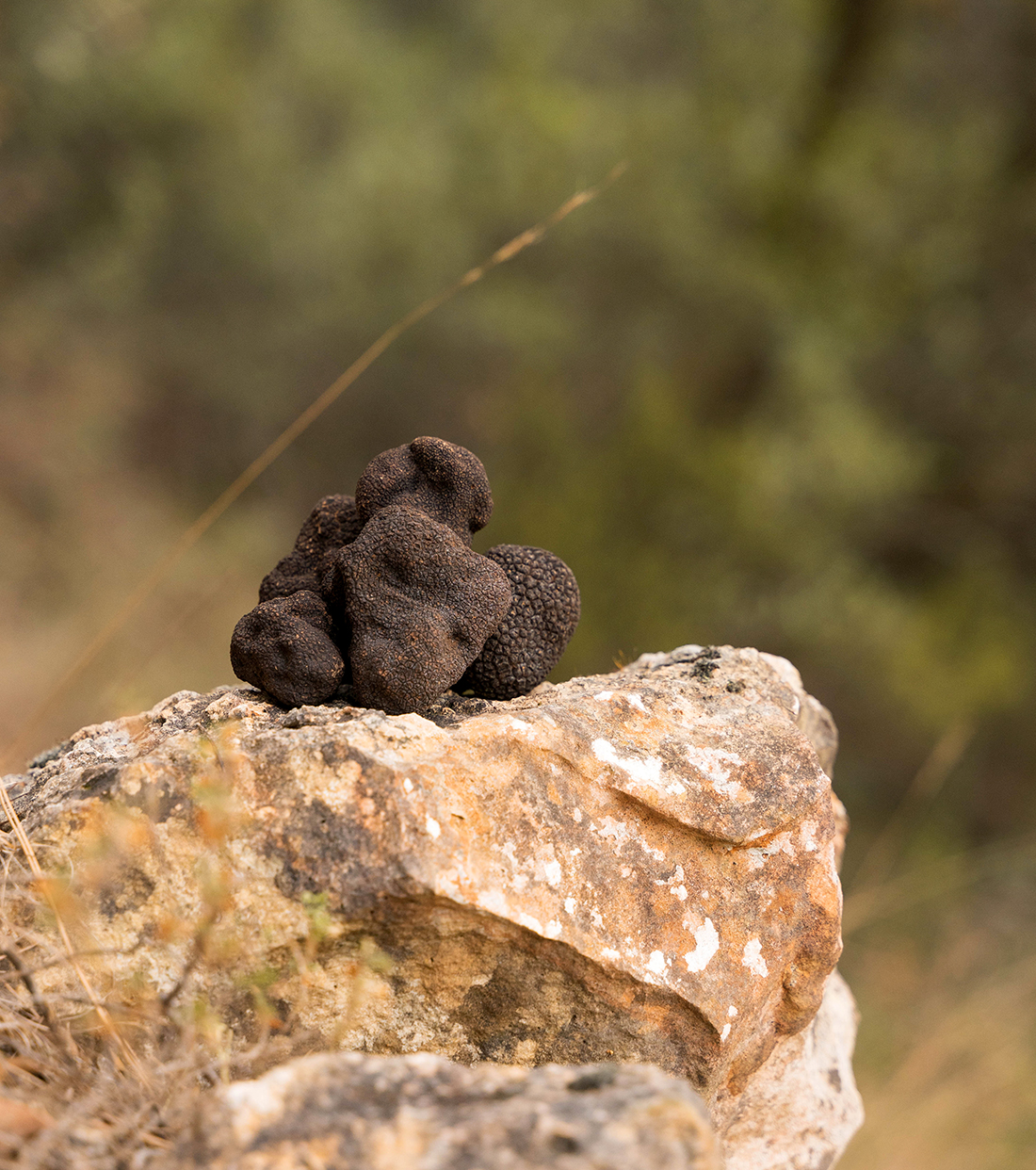 precio trufa fresca temporada trufas negras en roca de la montaña