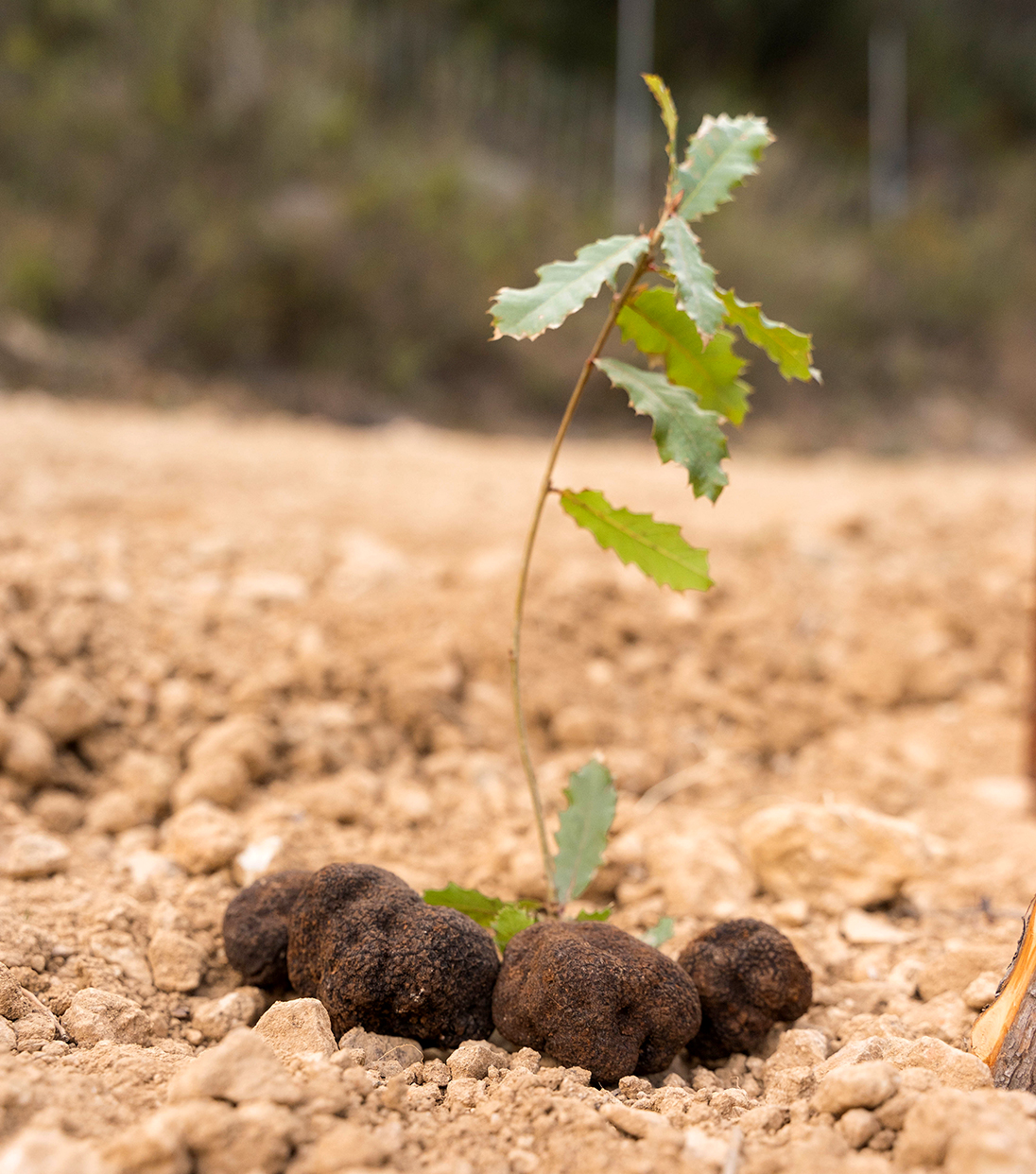 trufa negra comprar trufas negras en tierra en el campo con rama de planta que sale de las trufas