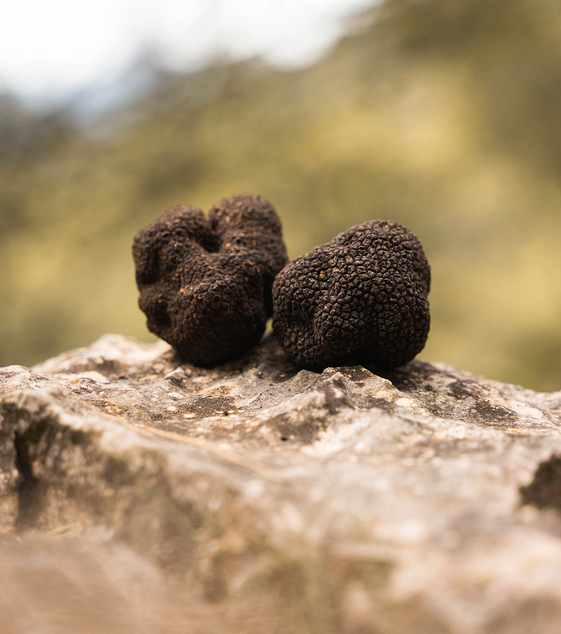 trufa negra valencia dos trufas negras sobre roca en el monte de penyagolosa